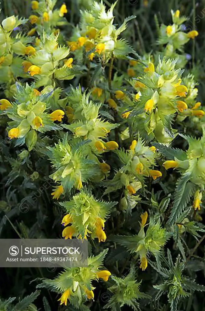 Greater yellow-rattle (Rhinanthus serotinus) (Rhinanthus angustifolius) (Rhinanthus angustifolia) in flower
