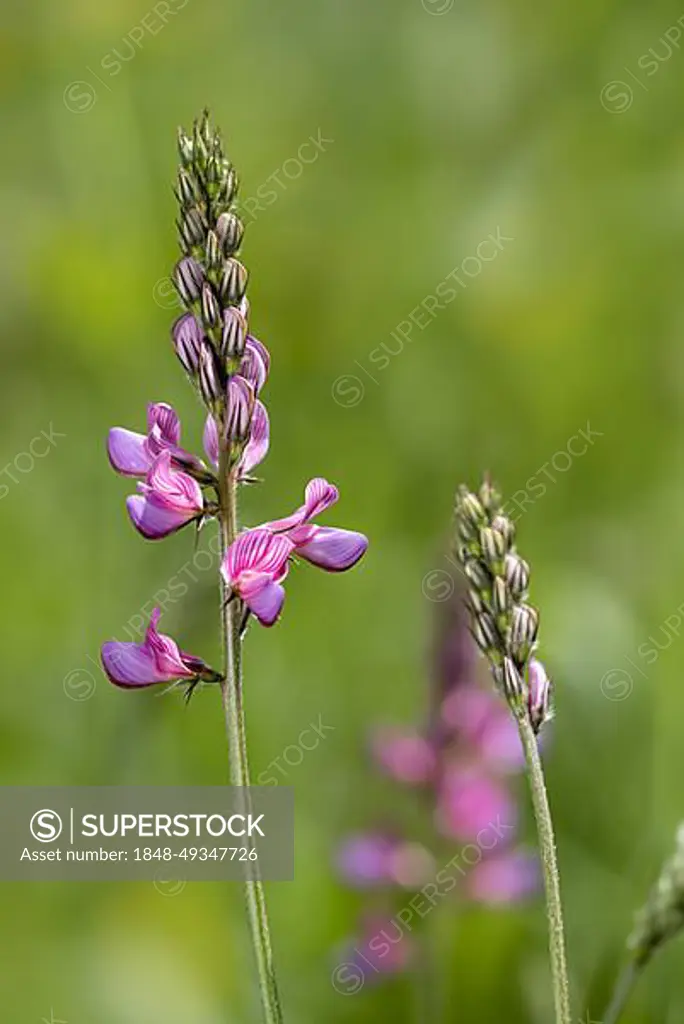 Common sainfoin (Onobrychis viciifolia) (Onobrychis sativa) in flower in meadow