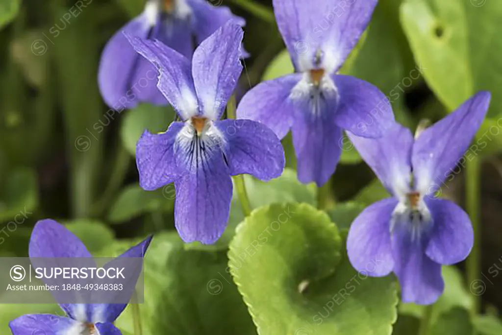 Early dog-violet, pale wood violet (Viola reichenbachiana) (Viola sylvestris) in flower in spring