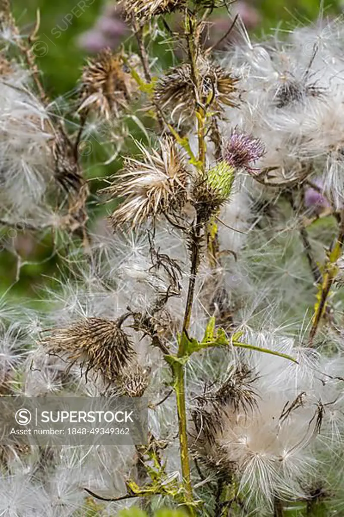 Seeds and seedheads, seed heads of spear thistle (Cirsium vulgare), bull thistle, common thistle (Cirsium lanceolatum) in summer