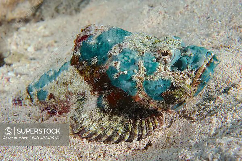 Juvenile false stonefish (Scorpaenopsis diabolus), Dive Site House Reef, Mangrove Bay, El Quesir, Red Sea, Egypt, Africa