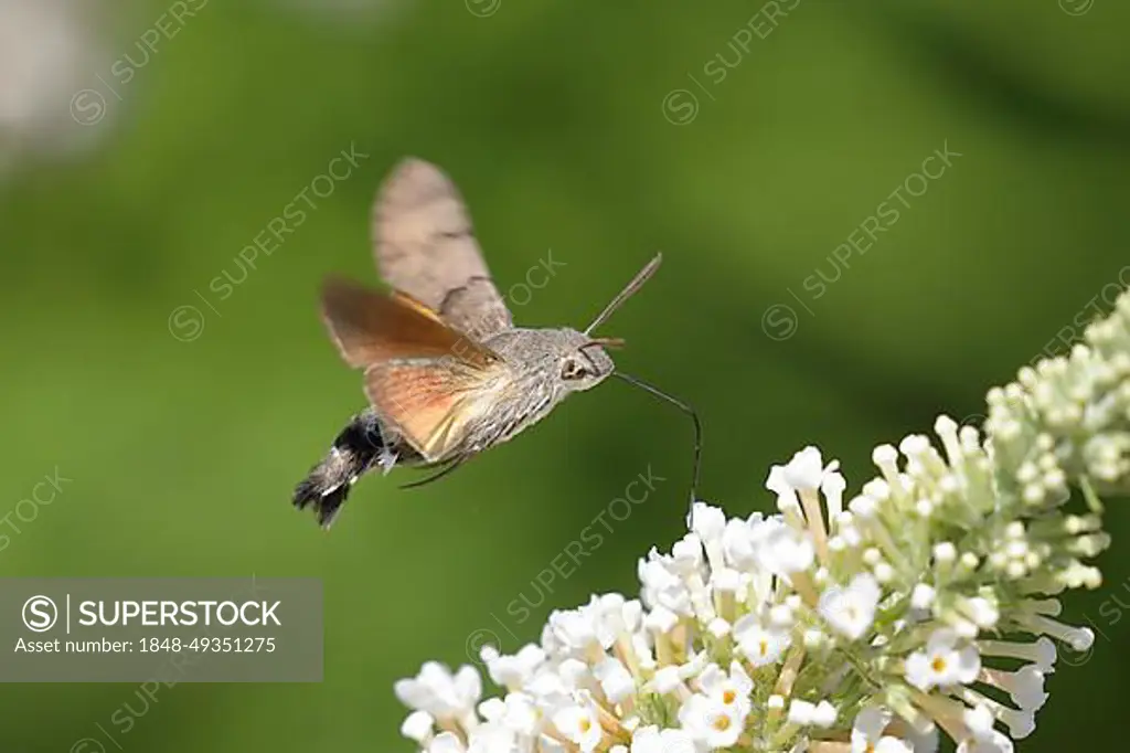 Hummingbird hawk-moth (Macroglossum stellatarum) In flight, sucking nectar on summer lilac (Buddleja davidii), Gunzenhausen, Altmuehlsee, Franconian Lake District, Franconia, Bavaria, Germany, Europe