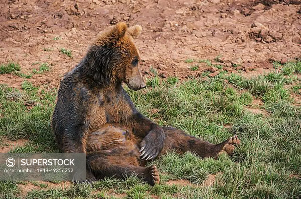 Portrait of Eurasian brown bear (Ursus arctos arctos) sitting on the ground
