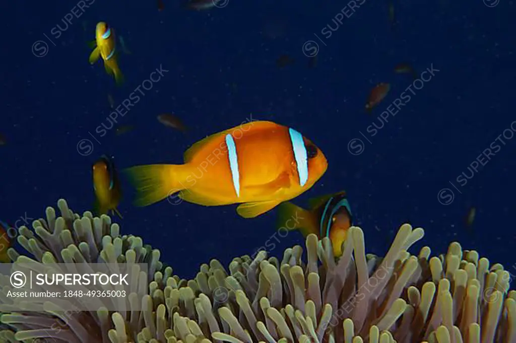 Red sea clownfish (Amphiprion bicinctus), Dangerous Reef dive site, St Johns Reef, Saint Johns, Red Sea, Egypt, Africa
