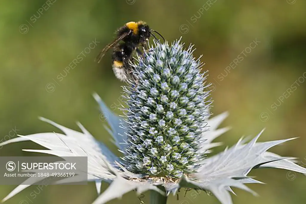 Large ground bumblebee (Bombus magnus flavoscutellaris) on man litter (Eryngium giganteum), Emsland, Lower Saxony, Germany, Europe