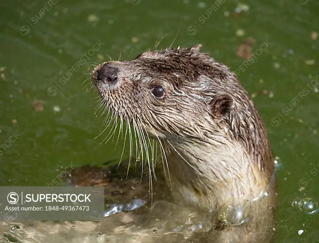 European otter (Lutra lutra) swimming on its back, captive, Germany, Europe