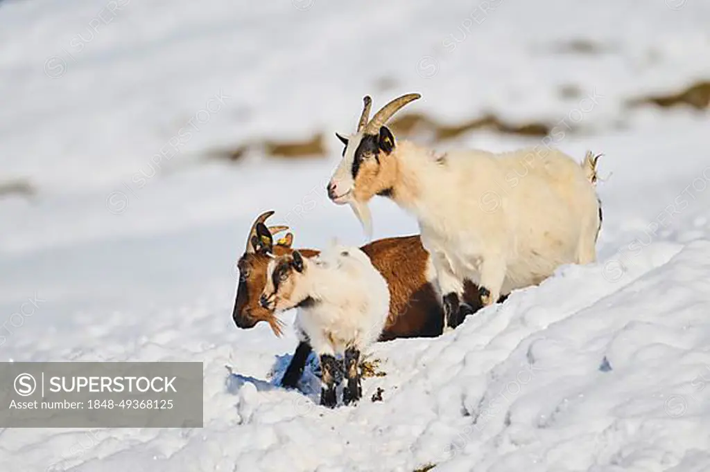 Domestic goats (Capra hircus) on a snowy meadow in winter, tirol, Kitzbuehel, Wildpark Aurach, Austria, Europe