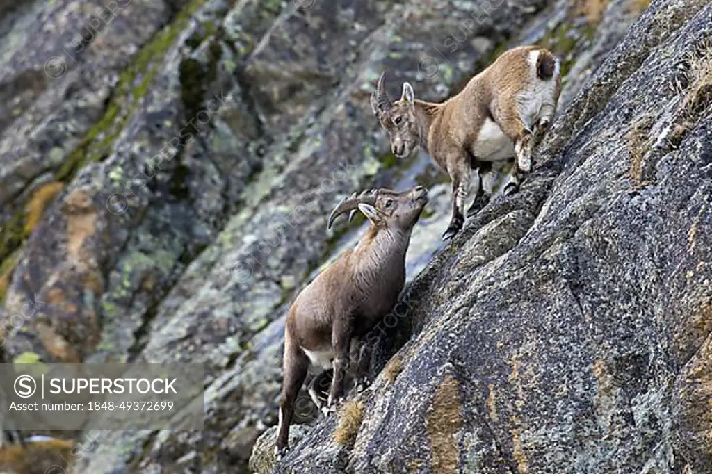 Young male Alpine ibex (Capra ibex) with small horns and juvenile in rock face in winter, Gran Paradiso National Park, Italian Alps, Italy, Europe