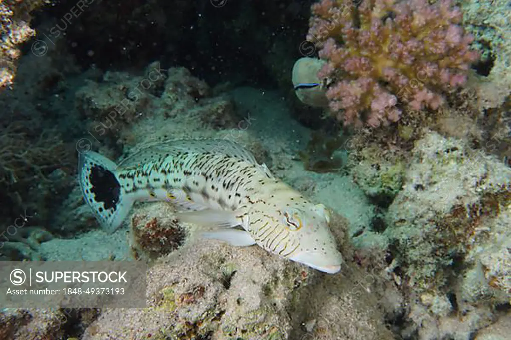 Speckled sandperch (Parapercis hexophthalma), House reef dive site, Mangrove Bay, El Quesir, Red Sea, Egypt, Africa