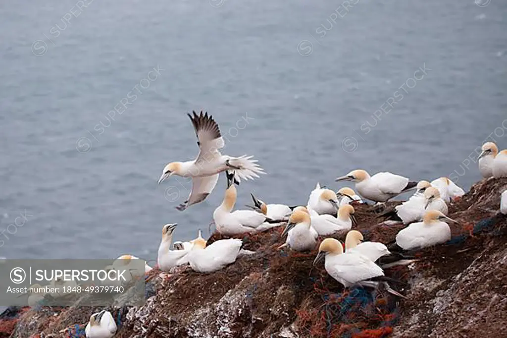 Northern gannet (Morus bassanus), bird flies over breeding colony and is attacked by conspecifics, Helgoland, Schleswig-Holstein, Germany, Europe