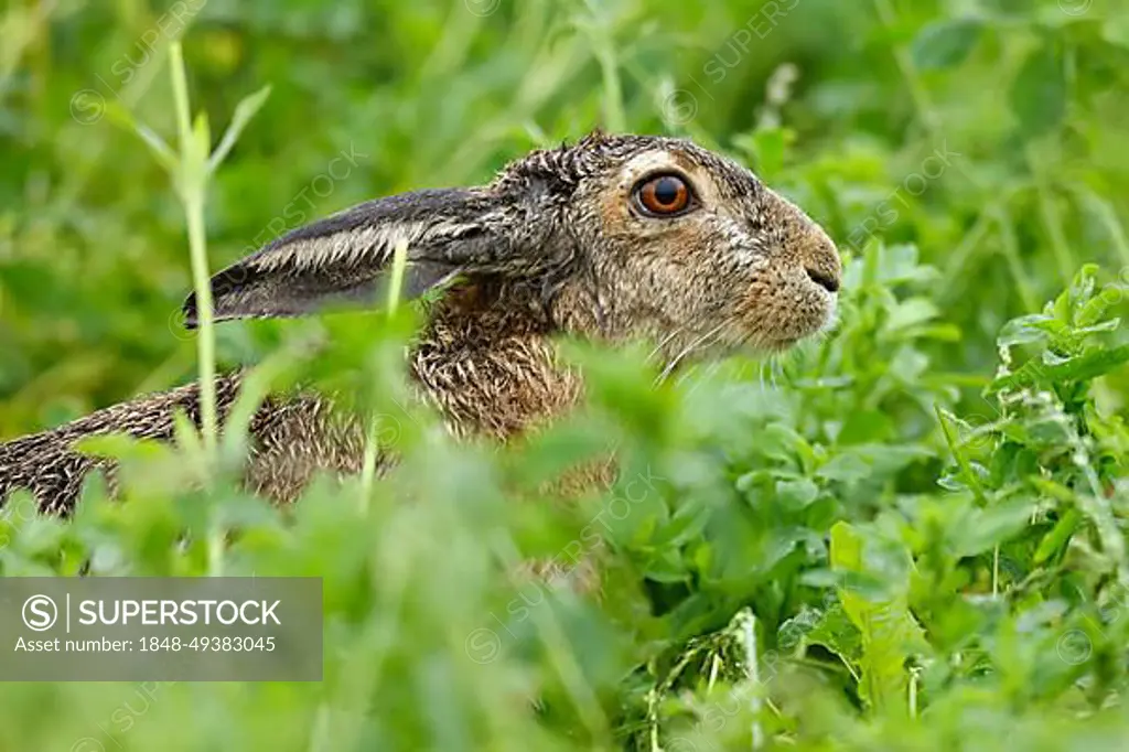 European hare (Lepus europaeus) in a field, wildlife, Burgenland, Austria, Europe