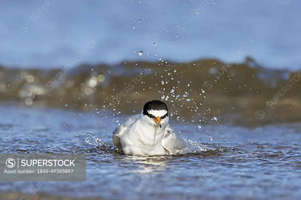 Little tern (Sterna albifrons) (Sternula albifrons) bathing and splashing in shallow water