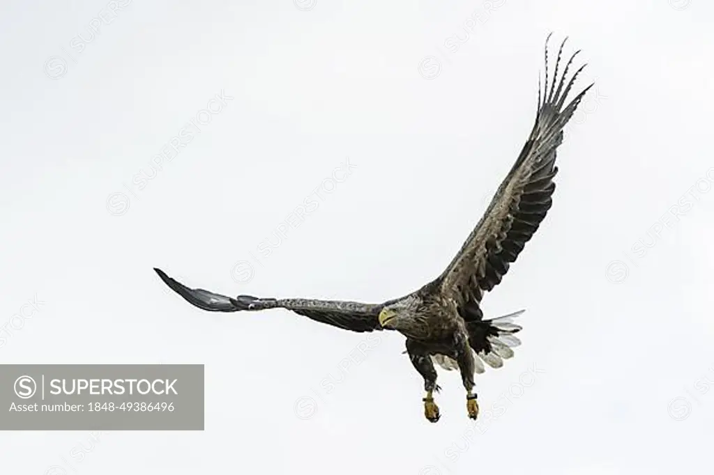 Ringed white-tailed eagle (Haliaeetus albicilla), Eurasian sea eagle, erne adult in flight landing in summer