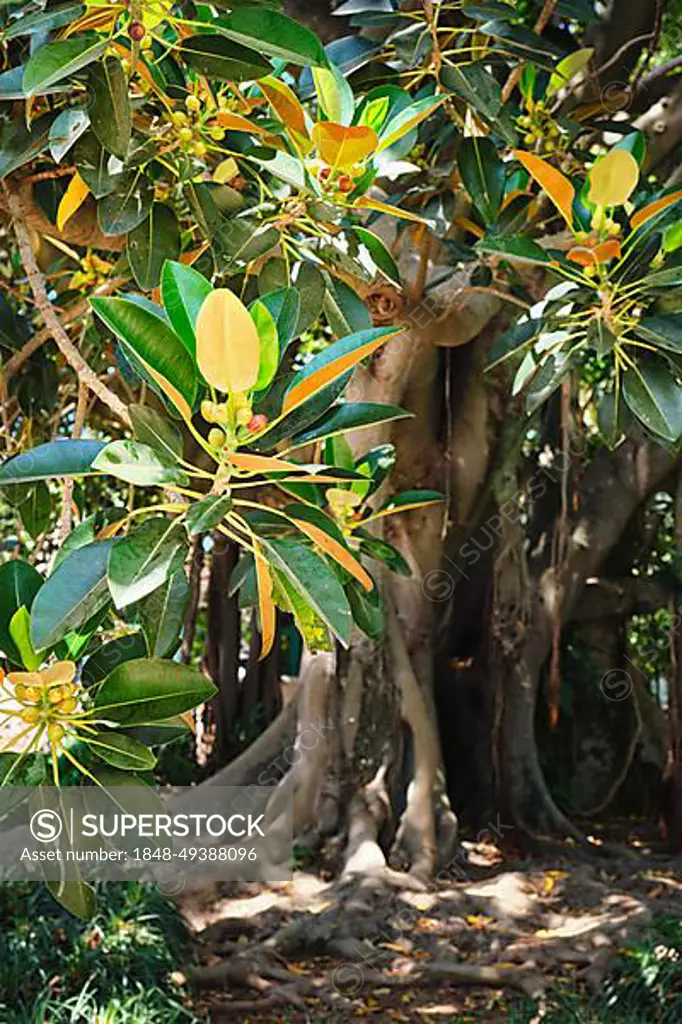 (Ficus macrophylla) leaves and fruit with tree trunk in background