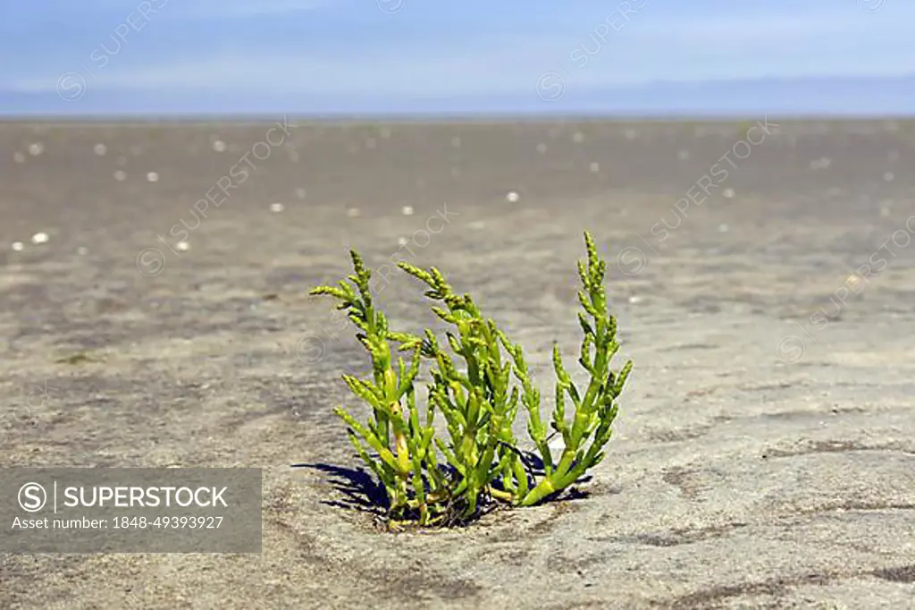 Common glasswort (Salicornia europaea) (Salicornia brachystachya), halophytic annual dicot flowering plant growing on mudflat, mud flat
