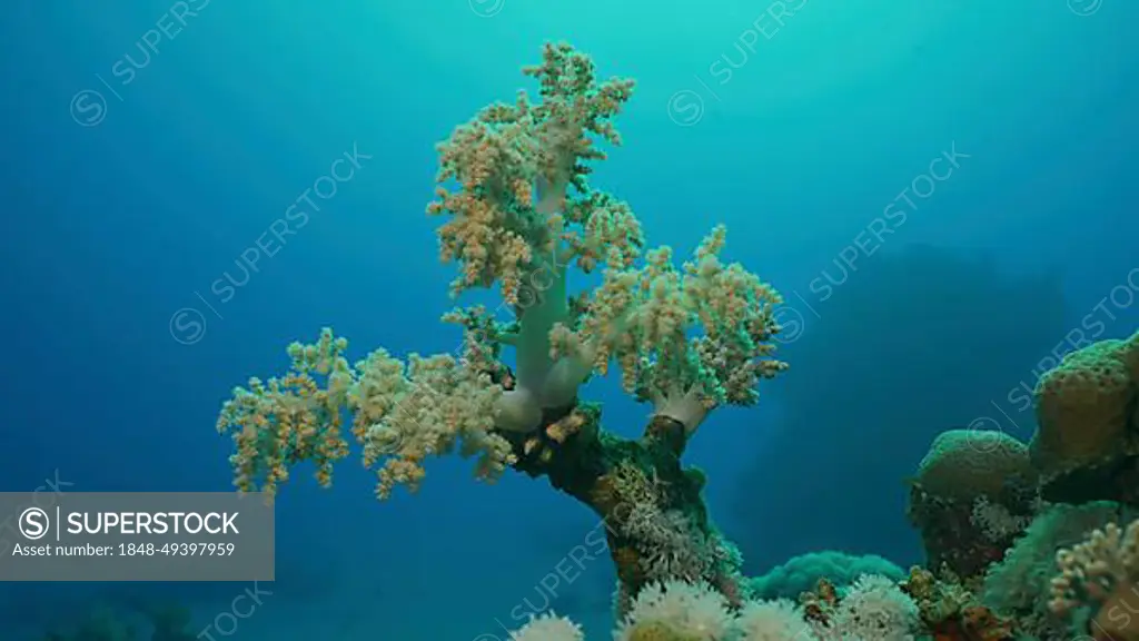 Soft coral (Litophyton arboreum) Yellow Broccoli or Broccoli coral on the deep in motning time, Red sea, Egypt, Africa
