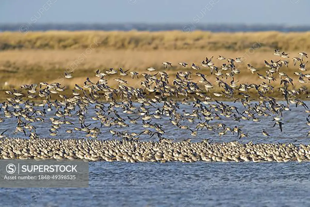 Red knot (Calidris canutus) flock of knots in non-breeding plumage flying over beach along the Schleswig-Holstein Wadden Sea National Park, Germany, Europe