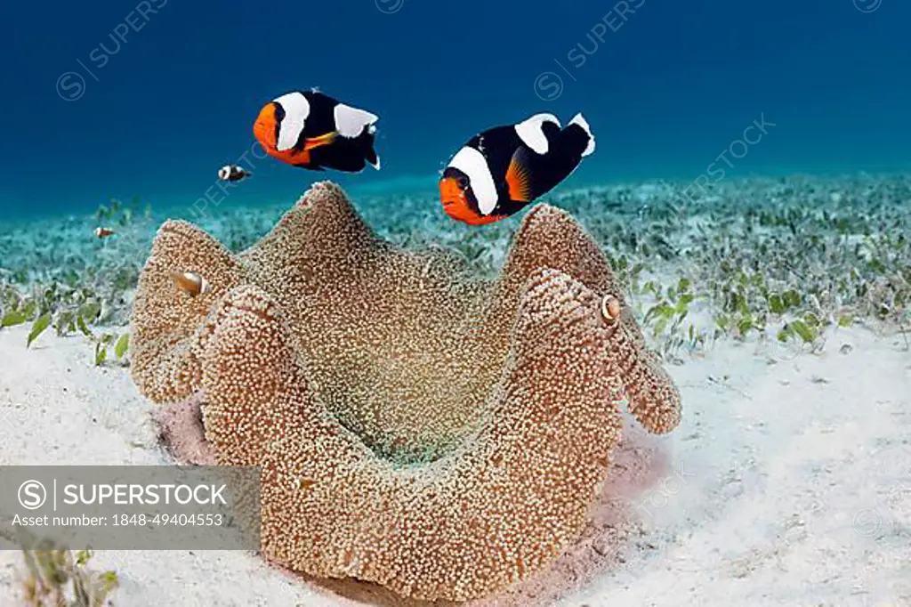 Pair of saddleback clownfish (Amphiprion polymnus) and juveniles, cleaner shrimp, pepper-and-salt partner shrimp (Periclimenes venustus), with carpet anemone (Stichodactyla haddoni), Sulu Sea, Pacific Ocean, Palawan, Calamian Islands, Philippines, Asia