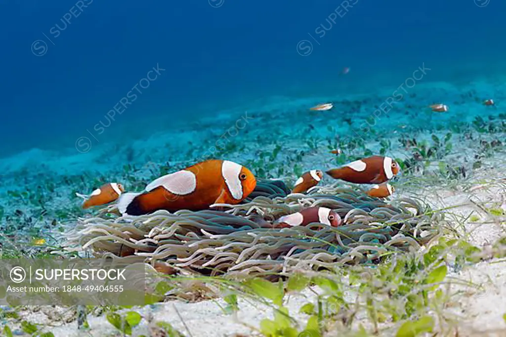 Saddleback clownfish (Amphiprion polymnus), juveniles, corkscrew anemone (Macrodactyla doreensis), seagrass meadow, Sulu Sea, Pacific Ocean, Palawan, Calamian Islands, Philippines, Asia