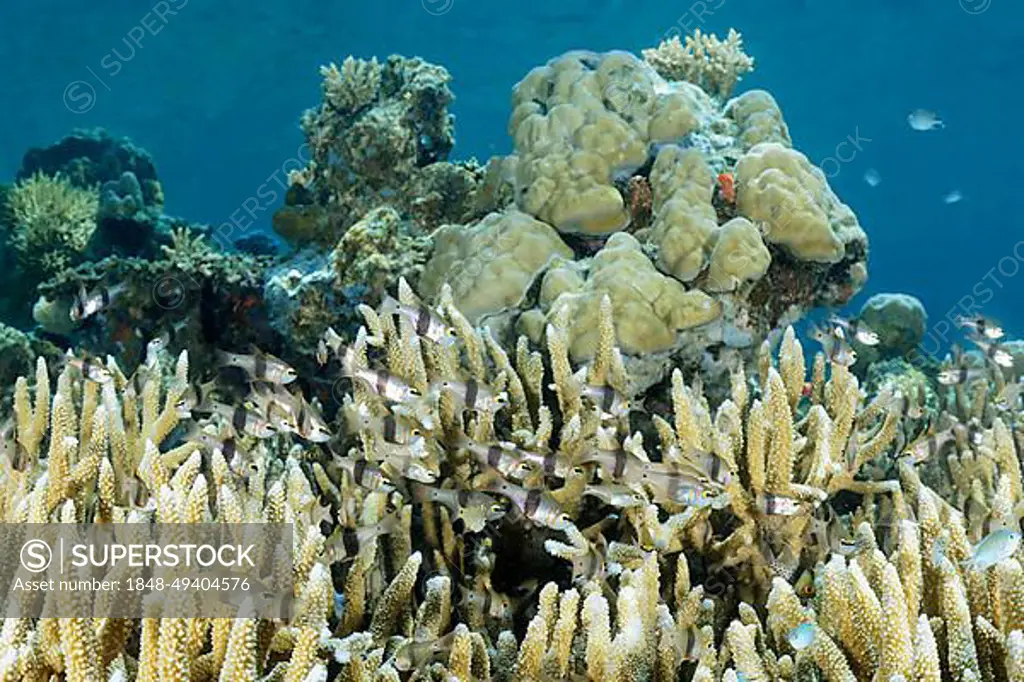 Shoal of black-belt cardinalfish (Archamia zosterophora), seeking shelter in stone coral (Scleractinia), Sulu Sea, Pacific Ocean, Palawan, Calamian Islands, Philippines, Asia