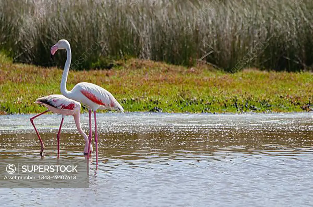 Lesser Flamingos (Phoenicopterus minor), West Coast National Park, Langebaan, Western Cape, South Africa, Africa