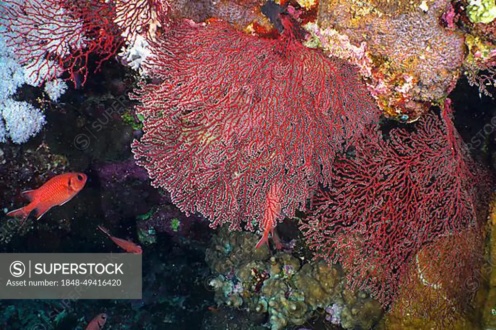 Red knot coral (Acabaria biserialis), gorgonian, with opened polyps. Dive site Small Brother, Brother Islands, Egypt, Red Sea, Africa