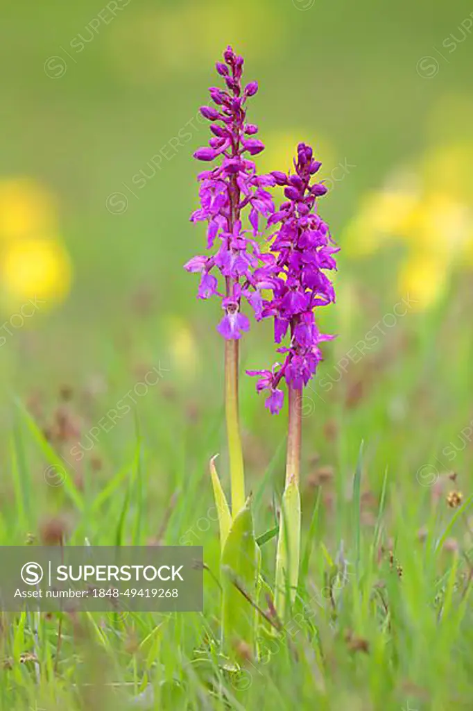 Early purple orchid (Orchis mascula), flowering, between common cowslip (Primula veris), orchid, Hesse, Germany, Europe