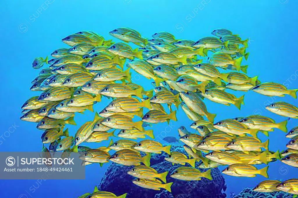 Shoal of bluestripe snapper (Lutjanus kasmira) swimming over reef with corals, Indian Ocean, Mascarene Islands, Mauritius, Africa