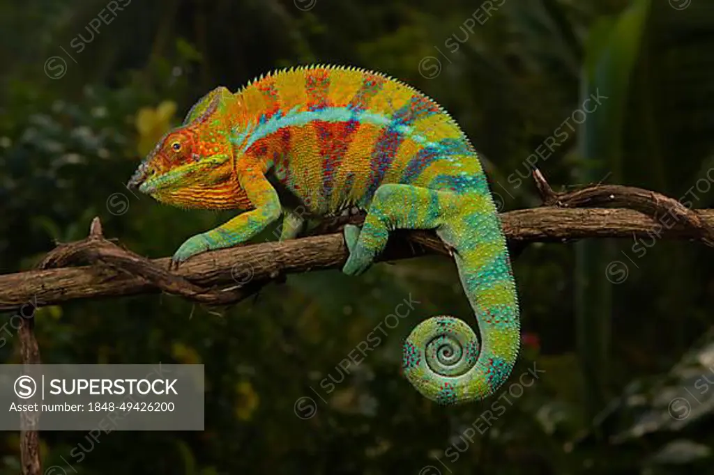 Male panther chameleon (Furcifer pardalis), local form Ankify, in the rainforest of Ankify, North Madagascar, Madagascar, Africa
