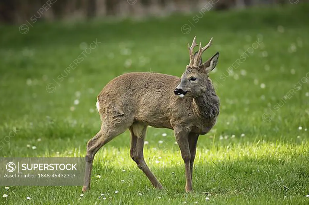 Roe deer (Capreolus capreolus) buck in winter coat on meadow, Allgaeu, Bavaria, Germany, Europe