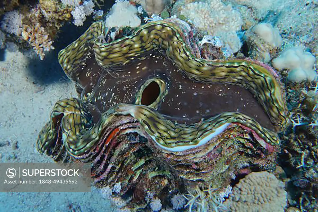 Fluted giant clam (Tridacna squamosa), killer clam, dive site House Reef, Mangrove Bay, El Quesir, Red Sea, Egypt, Africa