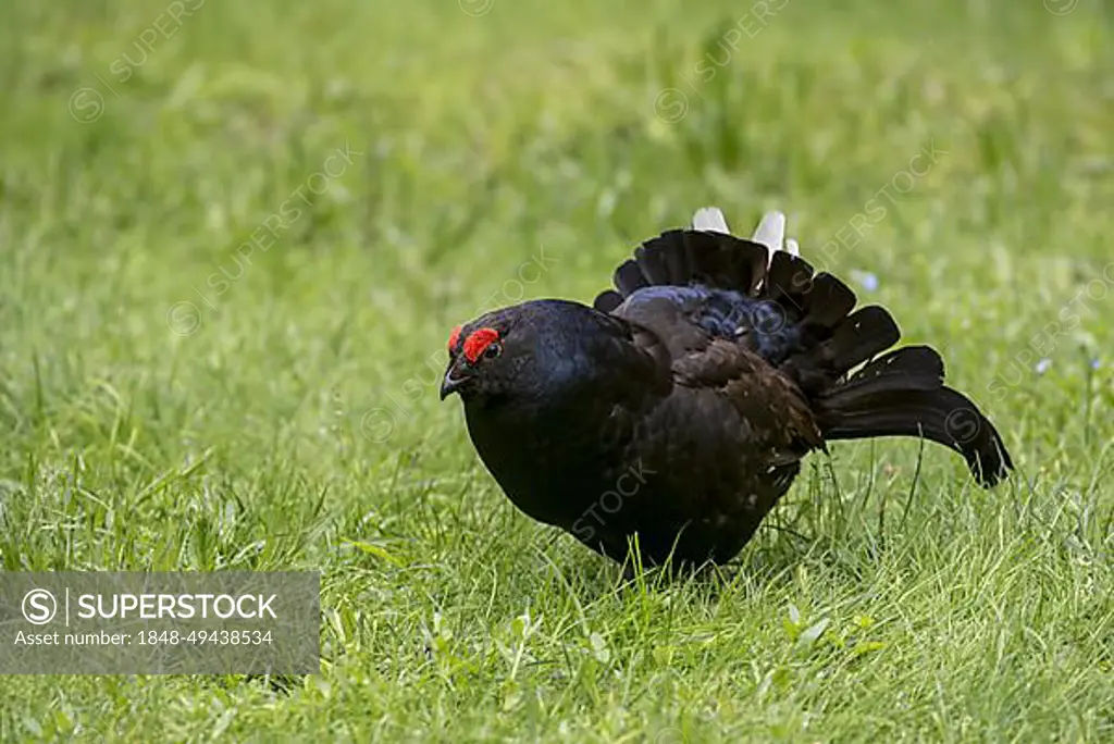 Black grouse (Tetrao tetrix) (Lyrurus tetrix) male displaying in grassland