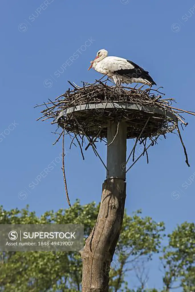White stork (Ciconia ciconia) nesting on artificial made platform on top of wooden pole at the Zwin Nature Park, bird sanctuary at Knokke-Heist, West Flanders, Belgium, Europe