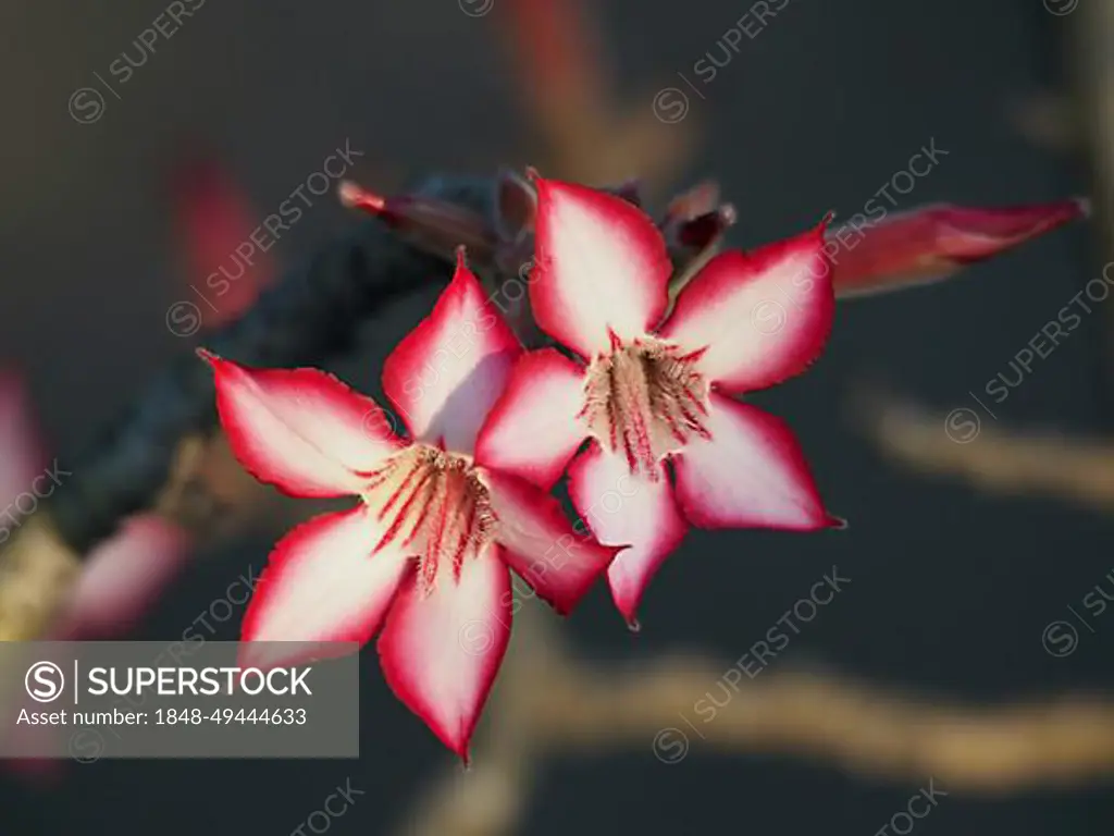 Impala lily (Adenium multiflorum) in Kruger National Park, South Africa, Africa