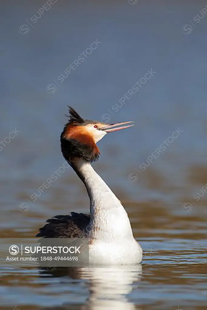 Great crested grebe (Podiceps cristatus) adult bird calling on a river, Norfolk, England, United Kingdom, Europe