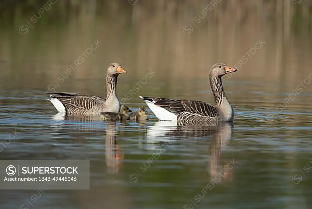 Greylag goose (Anser anser) two adult birds and two juvenile baby goslings on a lake, Suffolk, England, United Kingdom, Europe