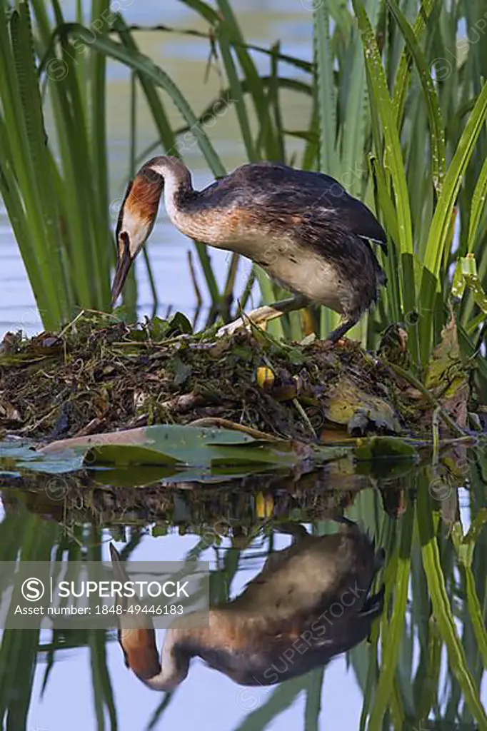 Great crested grebe (Podiceps cristatus) sitting on nest among aquatic plants in lake
