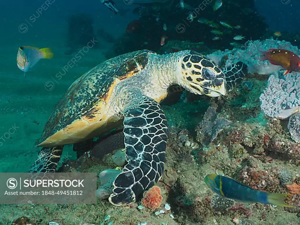 A Pacific hawksbill turtle (Eretmochelys imbricata bissa) eats soft corals. Dive site Sodwana Bay National Park, Maputaland Marine Reserve, KwaZulu Natal, South Africa, Africa