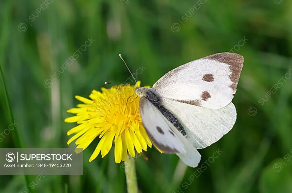 Cabbage butterfly (Pieris brassicae), female, butterfly, dandelion, flower, The large cabbage white butterfly sucks nectar from the flower of the dandelion