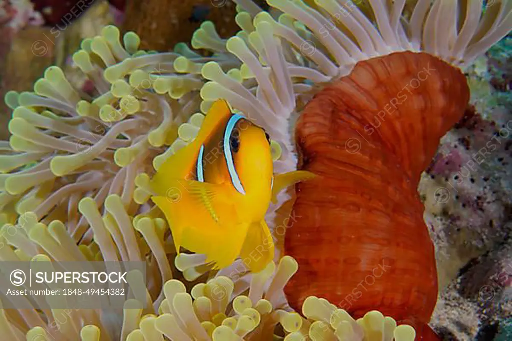 A red sea clownfish (Amphiprion bicinctus) in its splendour anemone (Heteractis magnifica), Daedalus Reef dive site, Egypt, Red Sea, Africa