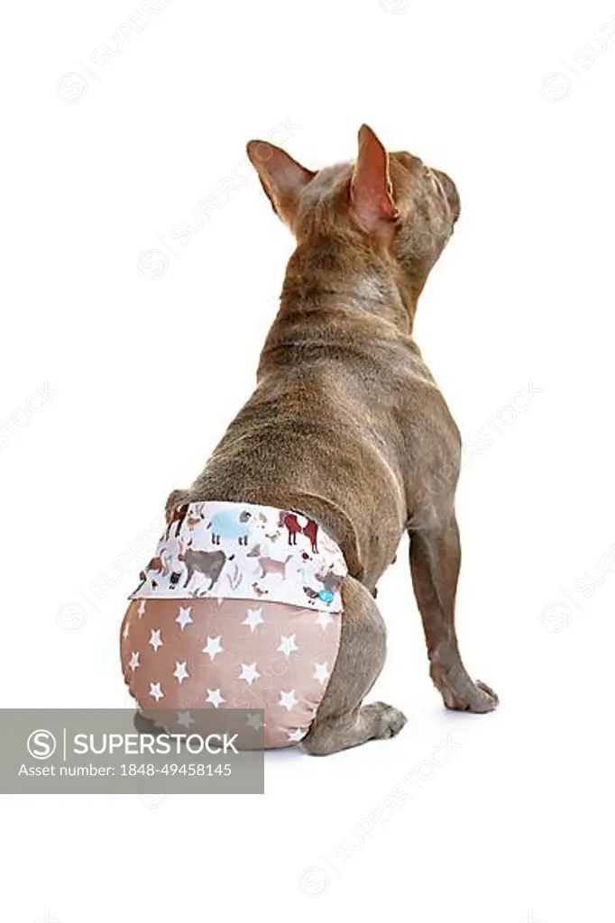 Brown French Bulldog Dog Wearing Fabric Period Diaper Pants For Protection  Stock Photo - Download Image Now - iStock