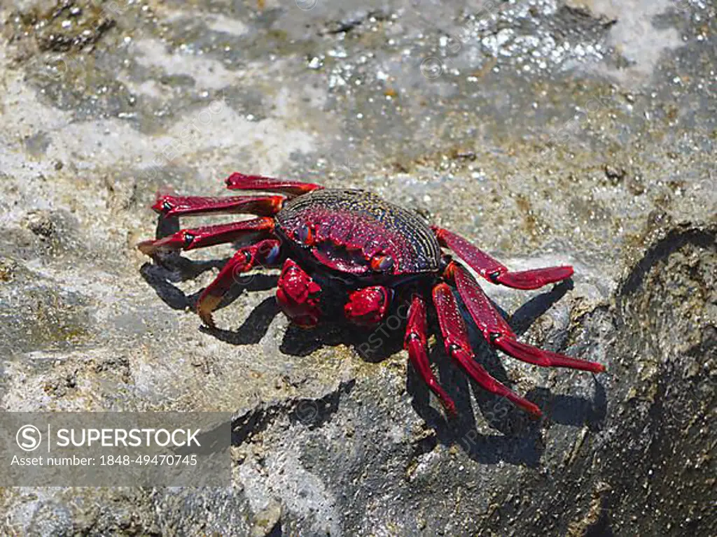 Red rock crab (Grapsus adscensionis) on rock. Puerto de Mogan