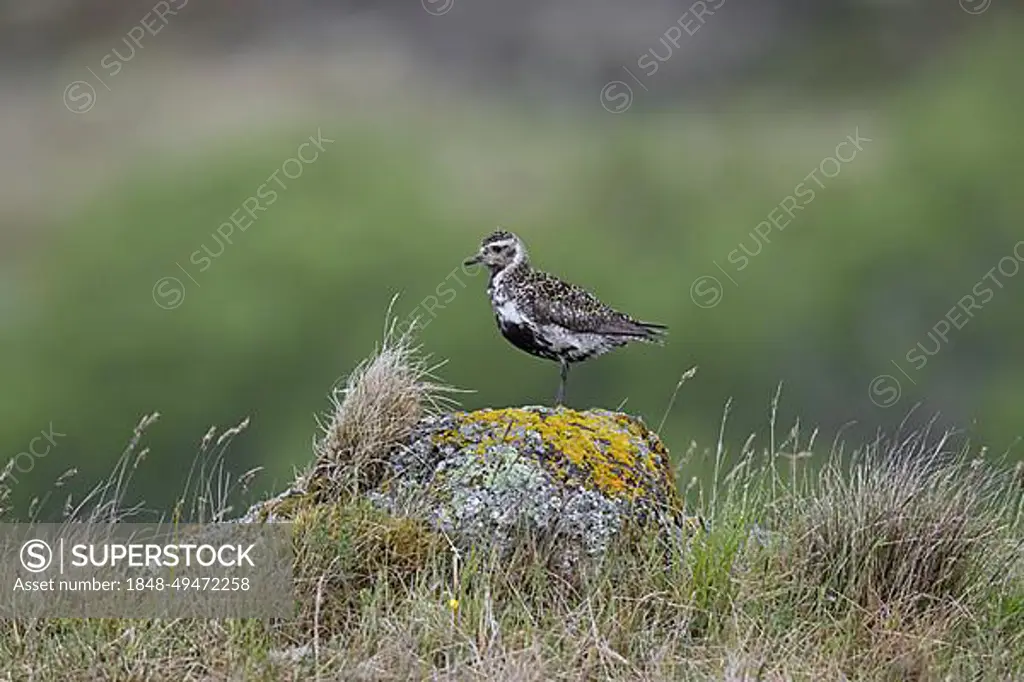 European golden plover (Pluvialis apricaria) (Charadrius apricarius) female in breeding plumage perched on rock on the tundra in summer