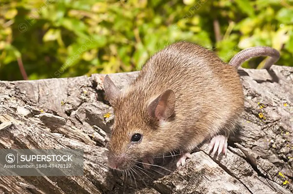 House mouse (Mus musculus) domesticus, agouti coloured, ranges worldwide except Antarctica, originally native to Asia
