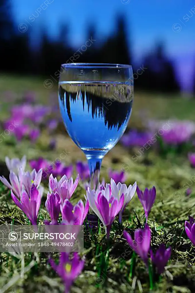 White spring crocus (Crocus vernus albiflorus) (Iridaceae) (Asparagales), Alpine meadow, water glass with reflection