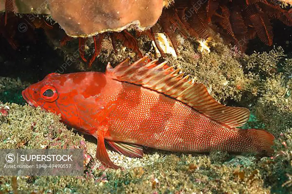 Half-moon grouper (Epinephelus rivulatus), Aliwal Shoal dive site, Umkomaas, KwaZulu Natal, South Africa, Africa