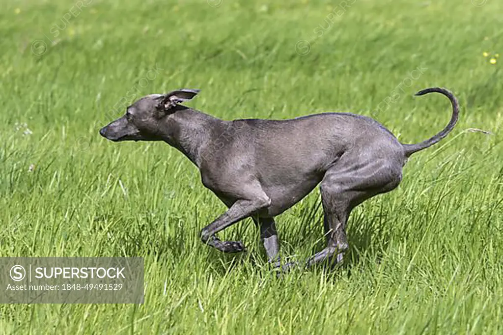 Italian Greyhound, Piccolo levriero Italiano, Italian Sighthound, smallest dog breed of the sighthounds running in field