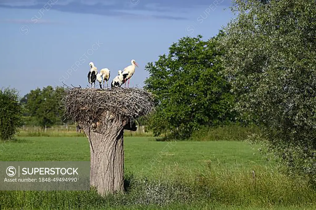 White Stork (Ciconia ciconia), adult and young birds in nest, tree nest, Anholt, Lower Rhine, North Rhine-Westphalia, Germany, Europe