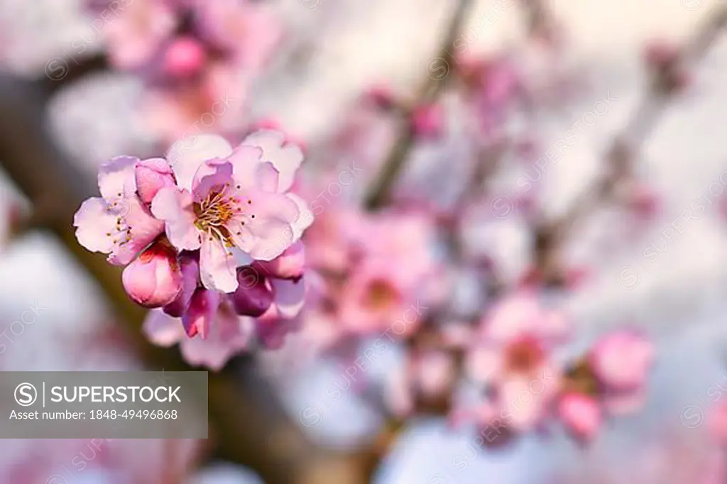 Pink almond blossom (Prunus Dulcis) flower in bloom on German, subscpecies Perle der Weinstrasse, tree in early spring on blurry background