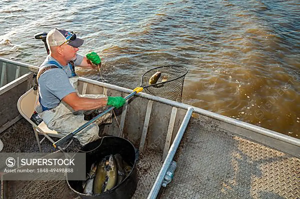 Peoria, Illinois, Dave Buchanan fishes for catfish on the Illinois River.  He uses a trotline--a long line from which a hundred or more baited hooks  are hung. Buchanan is a member of